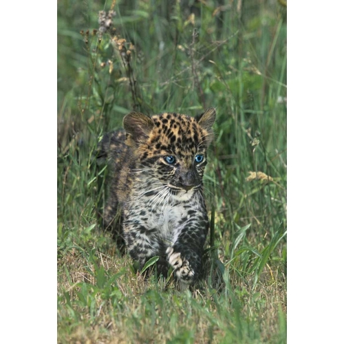 PA, African leopard cub walking in tall grass